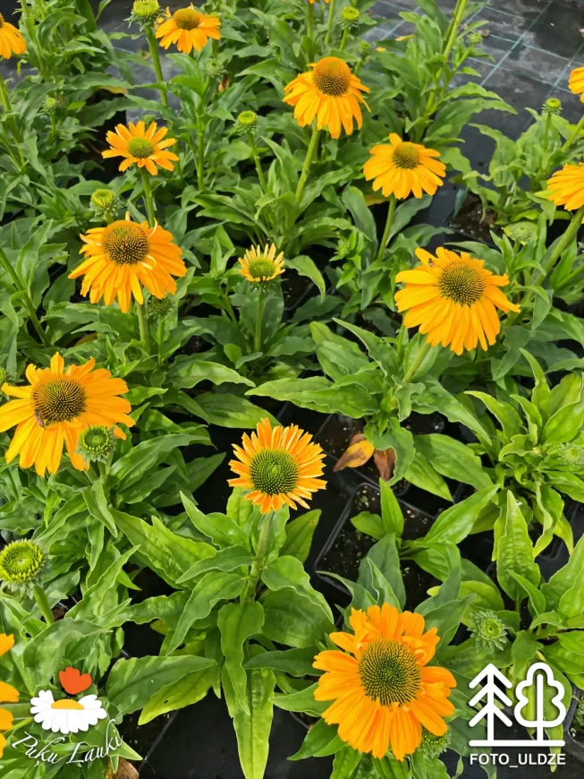 Echinacea   SUNSEEKERS YELLOW = 'Apecssiye'